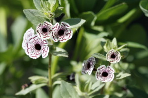 Mimulus pictus